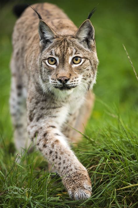 Eurasian Lynx Eurasian Lynx Big Animals Big Cats