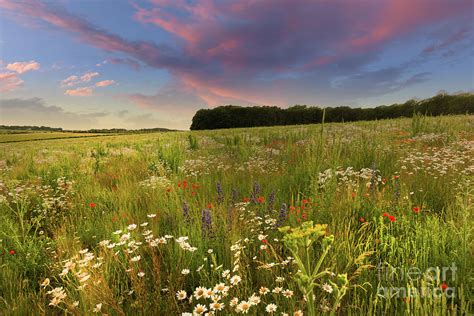 Wild Flower Meadow Sunset Landscape In England Photograph By Simon