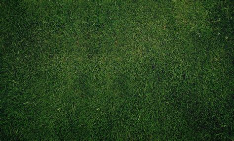 Dark Green Grass Texture