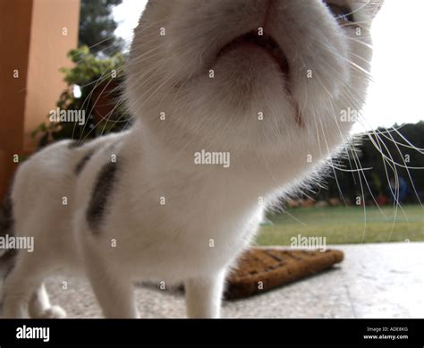 Funny Close Up Of A Curious Cat Smelling The Camera Lenses Stock Photo
