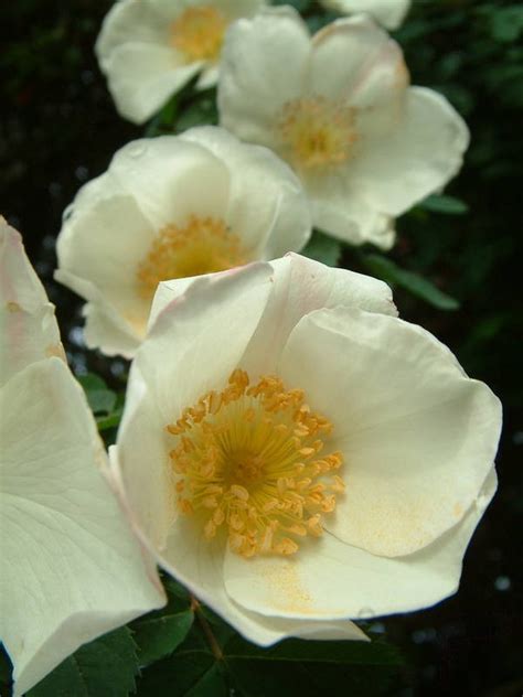 Fruhlingsduft Tall Shrubs Rose Catalog Tasman Bay Roses Buy