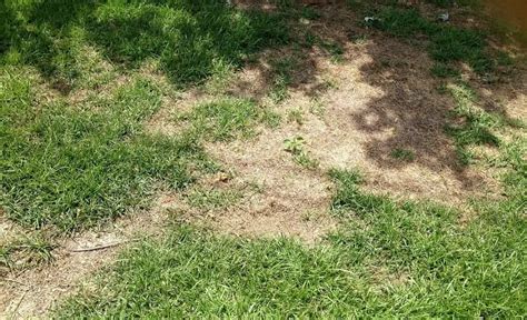 14 Reasons Why Your Grass Is Dying In Patches Explained