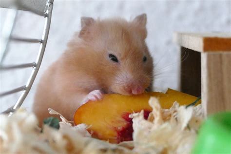 What Is Poisonous To Hamsters A Guide To Keeping Hamster Safe From