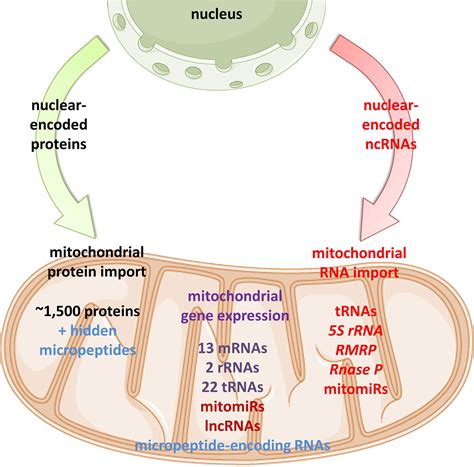 frontiers ncrnas new players in mitochondrial health and disease