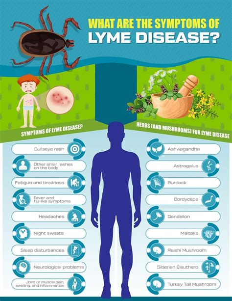 Lyme Disease Natural Treatment Prevention And Herbs