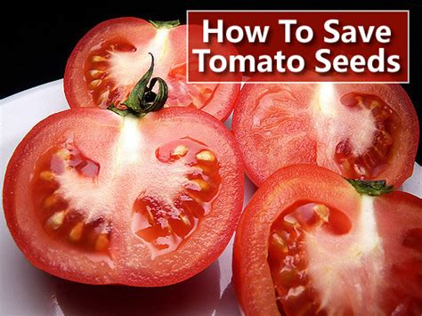 How To Save Tomato Seeds