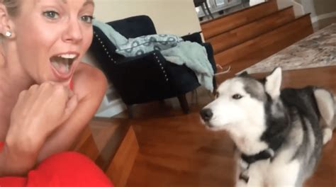 Husky Says ‘i Love You Back To His Mom Cesars Way