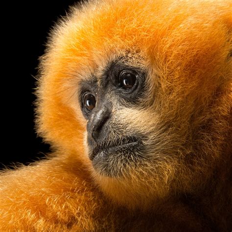 Northern White Cheeked Gibbon Facts And Photos