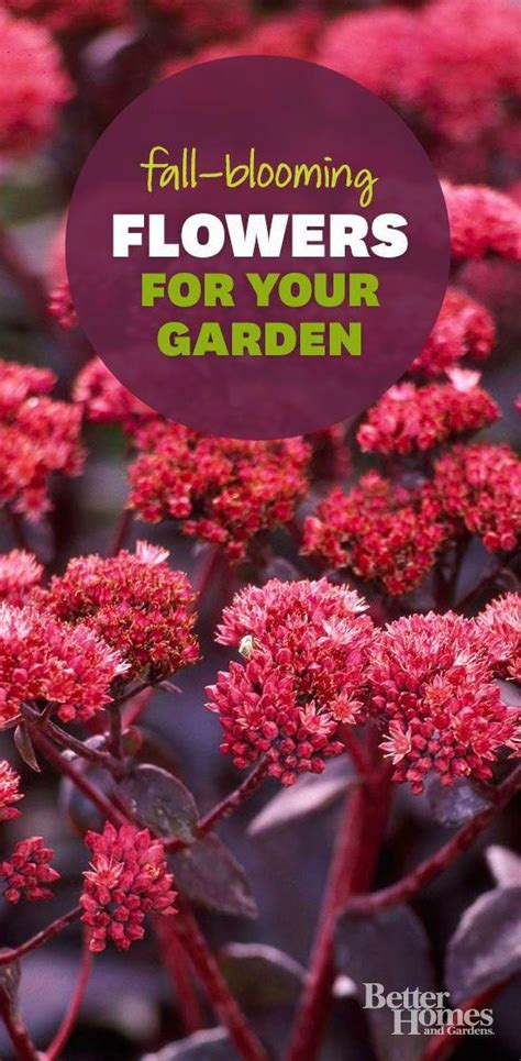 Fill Your Garden With Beautiful Fall Blooming Plants