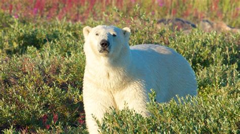 Polar Bears Study Explains Why Polar Bears Are Fat Yet Healthy Ctv News