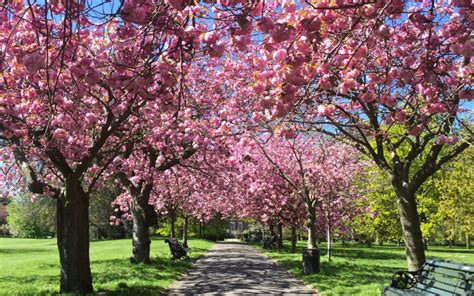 Londons Best Cherry Blossom London On The Inside