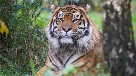 Hoffnung Für Den Sumatra Tiger Zoo Berlin