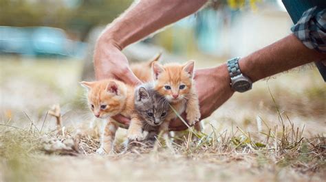 Adopter un chaton où et comment s y prendre