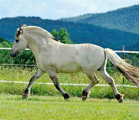 fjord stallion lff ulend color confusingly called grey dun  gra  fjord breed