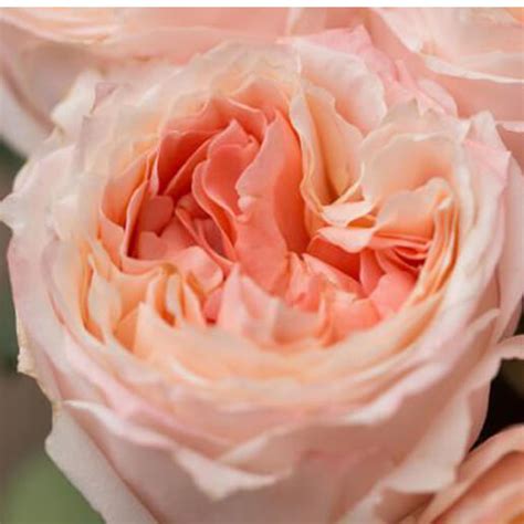 Garden Rose Princess Sakura 7000 Portland Wholesale Florist