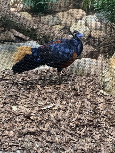 May 2021 Crested Fireback Pheasant Zoochat