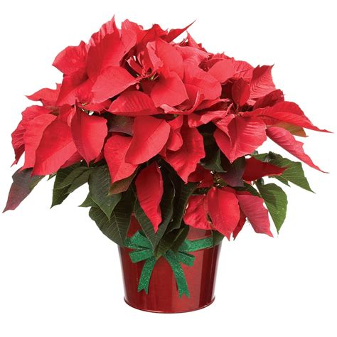 Rododendri, ciclamini, azalee, rose sono piante da vaso da. Fiori da interno: ecco alcune varietà perfette per l'appartamento - Archzine.it
