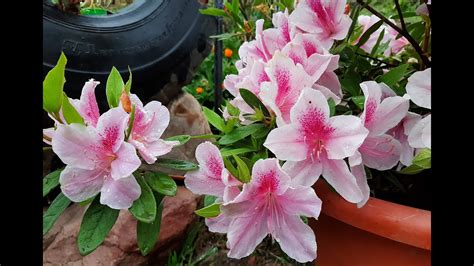 details 200 imagen azaleas colores flores abzlocal mx