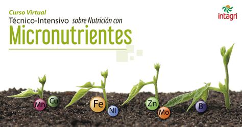 Seminario Virtual Micronutrientes Para Las Plantas Inicio Intagri Sc