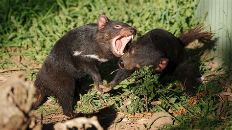 Tasmanian Devils Adapting To Coexist With Cancer Bbc News