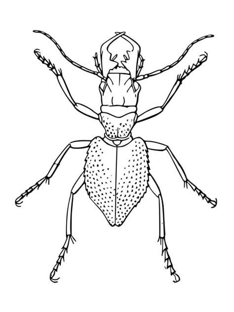 Coloriage insecte  dessins à imprimer gratuitement en 2021  Coloriage