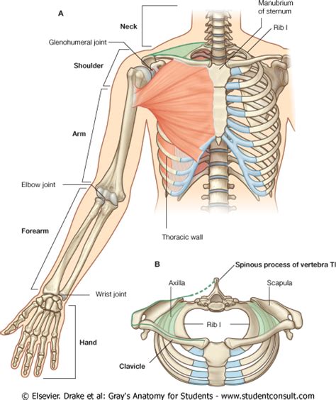 Clinical Anatomy Upper Limb