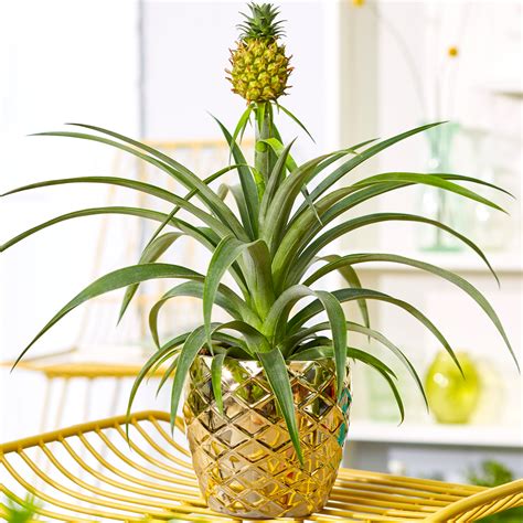 1 X Gorgeous Ananas Comosus Amigo Evergreen Pineapple Plant 35 45cm