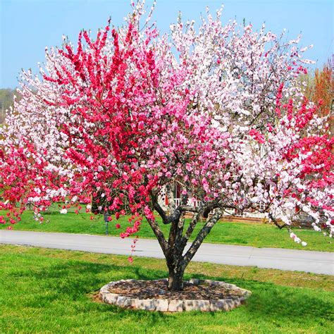 Peppermint Flowering Peach Tree For Sale Online The Tree Center