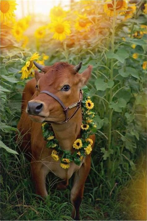 342 Best Jersey Cows Images On Pinterest Cow Farm Animals And Baby Cows