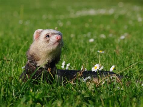 Mink Vs Ferret Vs Weasel What Are The Differences