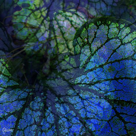Blue Leaves By Ejohanne On Deviantart