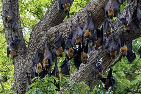 Indian Flying Foxes Pteropus Giganteus Roosting In Tree