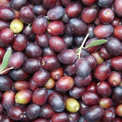 20 Types Of Olives You Probably Dont Know Tea Breakfast