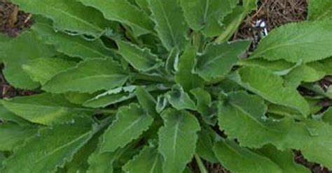 The romans considered the sage to be a sacred herb where they had to perform a ceremony before gathering it. Clary Sage (Herb), Salvia sclarea - Top Quality Herbs ...