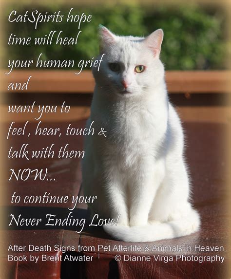 A pet's death can be as traumatic and difficult as the loss of a human family member. Cat loss quote Greiving over cat loss Inspirational Cat ...