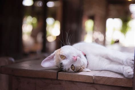 When they lick their body, to groom or clean themselves, they ingest the vitamin d orally. Why Do Cats Sleep On Their Back? - ModernDayPets