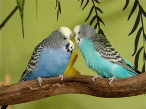 Budgerigars make great pets , conventionally if you asked budgies talk back how many times have you called rover over, only to be disappointed with his lack of vocal interaction? Budgies Singing and Talking to Each Other - YouTube