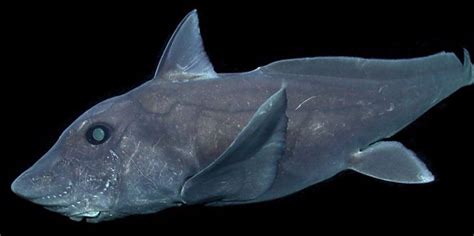 This Other Worldly Ghost Shark Has Been Captured On Camera For The