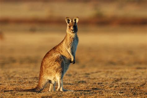 Kangaroos are the world's largest marsupials and can weigh 90kg and grow 2 metres tall. Things You SHOULD Consider Before Keeping a Kangaroo as ...