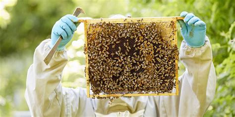 Beekeeping For Beginners — Beekeeping 101 For Your Backyard Colony