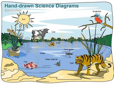 An ecosystem is a part where the interaction between or interaction among the living organisms occurs and also their interaction with the surroundings or the environment. Science Diagrams - Hand-drawn | Science diagrams ...