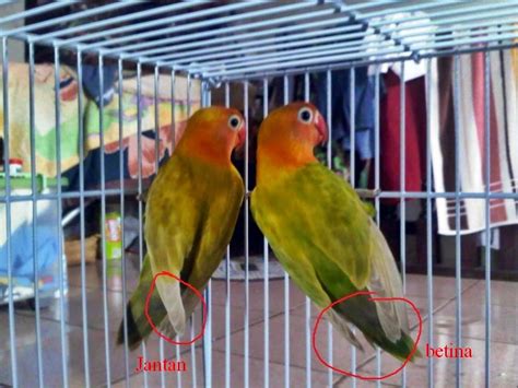 Terbukti trucuk langsung gacor dan buat latihan cepat ngeropell. Cara Membedakan Lovebird Jantan dan Betina - Ocehan Kenari