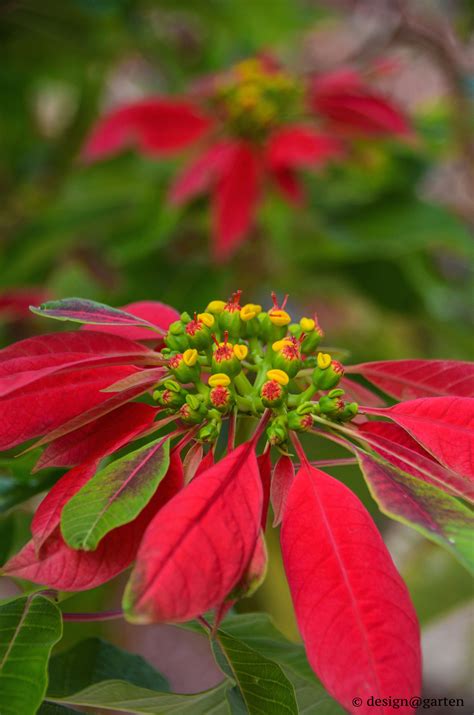 Der christstern verkraftet, wie die meisten tropischen pflanzen haben sie einen garten oder balkon, stellen sie den weihnachtsstern zum übersommern ins freie. weihnachtsstern | poinsettia | Weihnachtsstern, Sterne