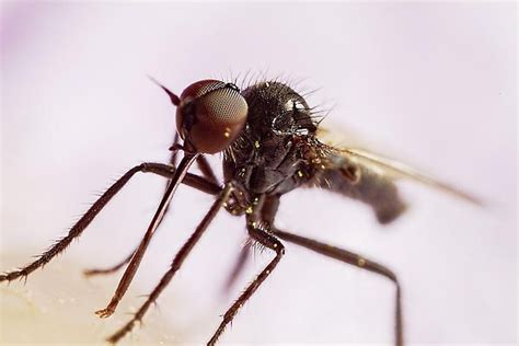 Insect Extreme Macro Fly With Pollen By Mr Bennett Kent Wildlife Photography Macro Close Up