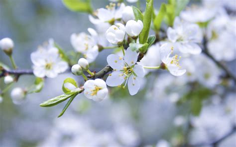 Online Crop White Petaled Flower Flowers Branch Nature Hd