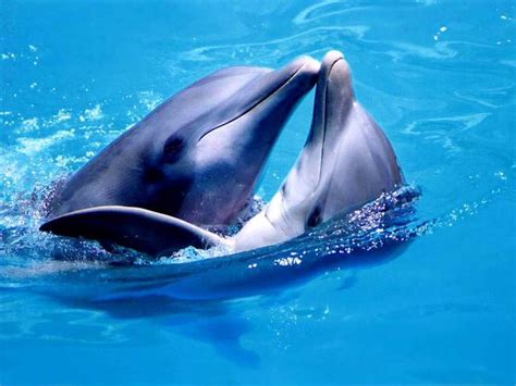 21 Best Dolphins~ Images On Pinterest Dolphins Marine Life And