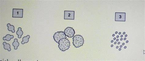 The Diagram Shows 3 Different Species Of Pollen Gr Tutorix