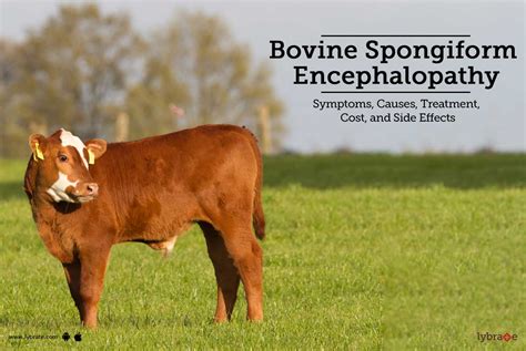 Bovine Sponorm Encephalopathy Symptoms Causes Treatment Cost