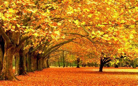 Trees Autumn Leaves Fallen Leaves Wallpaper 1920x1200 199616