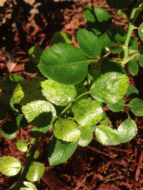 Aging foliage turns yellow naturally, but otherwise, it's typically a sign of distress. Rose bush - yellow/mottled leaves - Ask an Expert